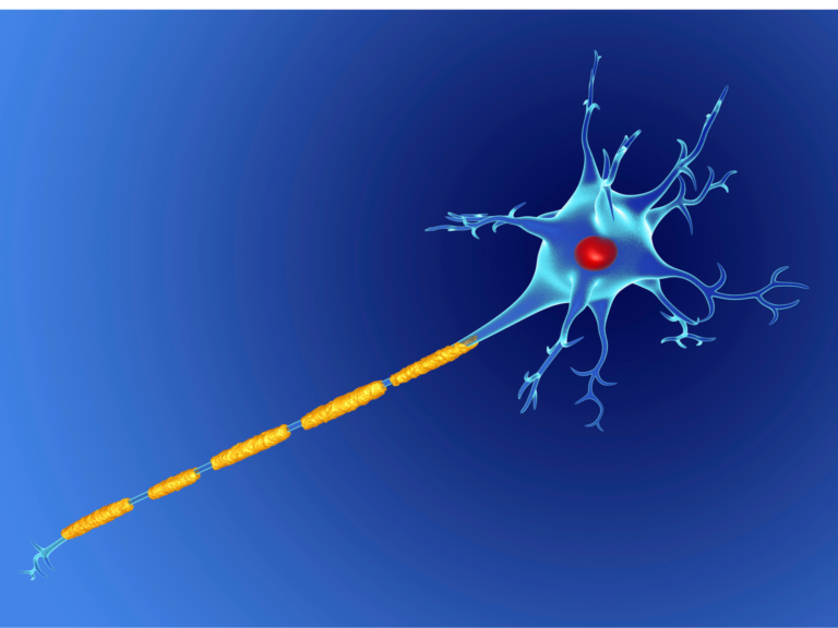 Myelin plays a crucial role in the human body’s nervous system.