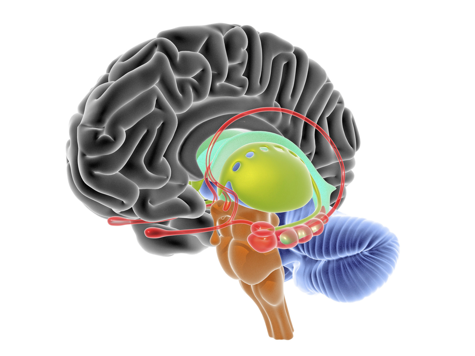 Myelin plays a crucial role in the human body's nervous system.